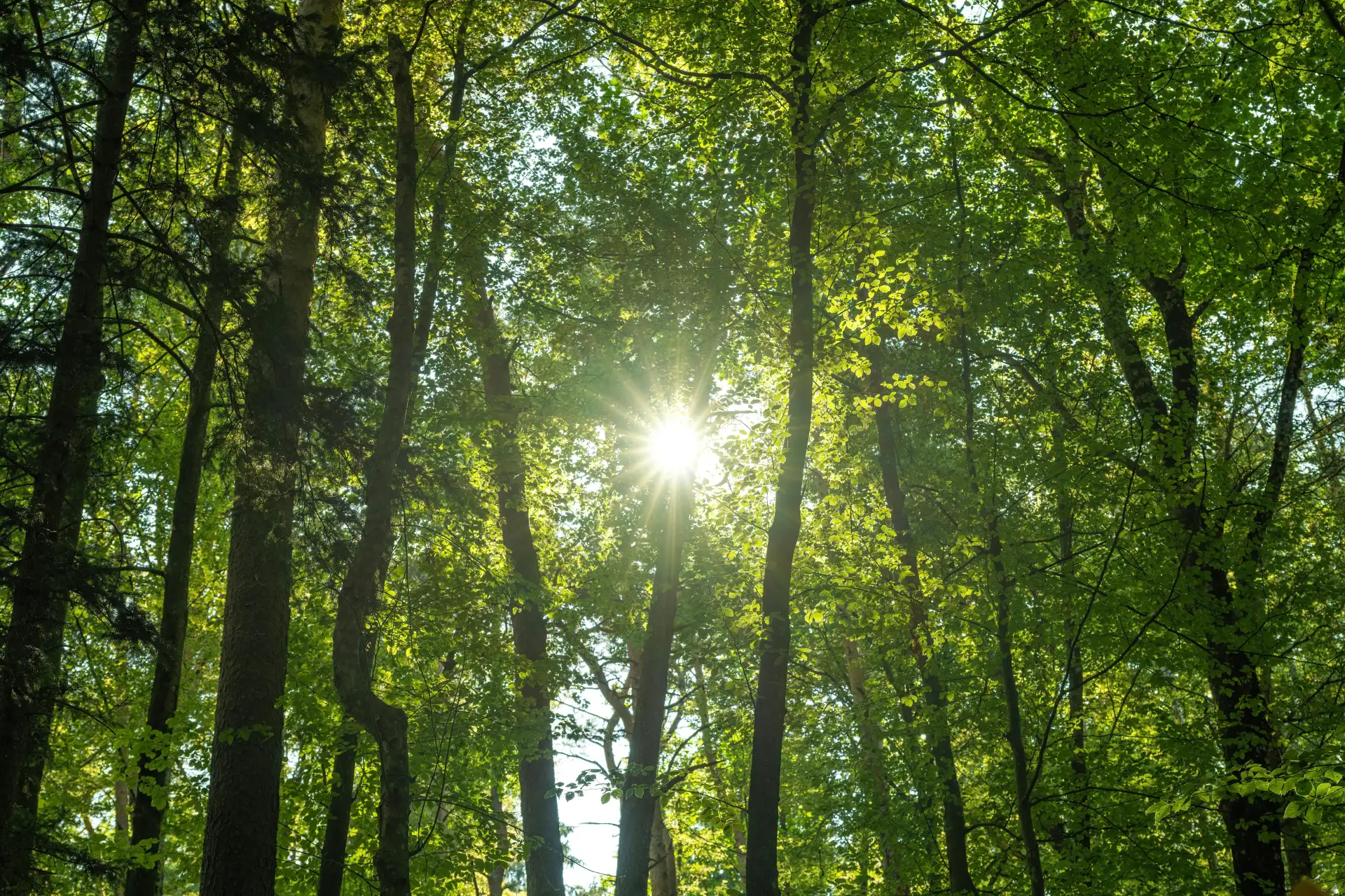 Sunlight through European forest canopy